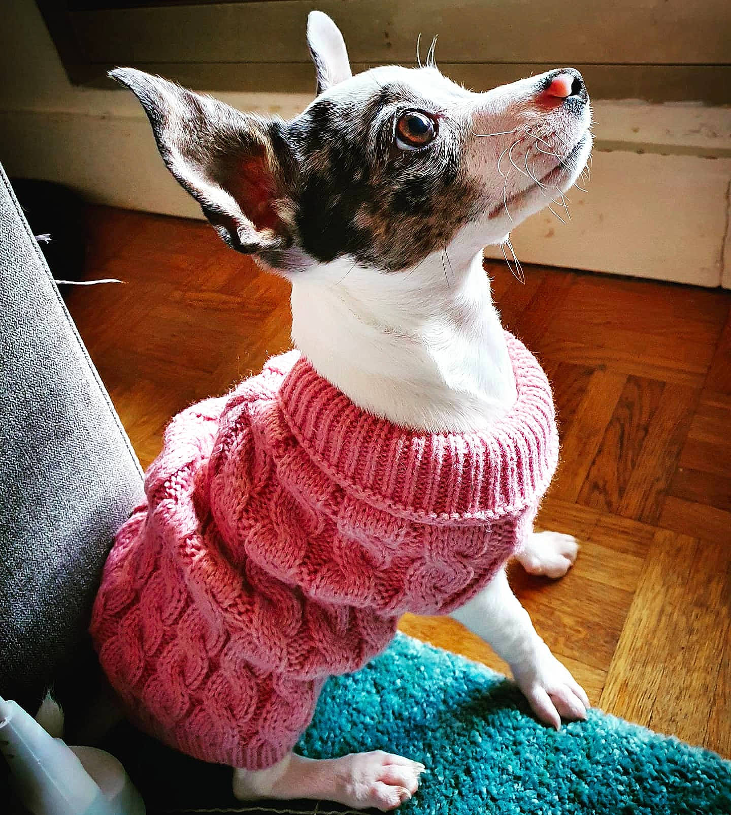 Obie a rejoint le concours — aidez-le/la à gagner de superbes lots ! canidae, carnivore, collar, creative_arts, dog, dog_breed, dog_clothes, dog_collar, dog_supply, fawn, floor, flooring, hardwood, laminate_flooring, pet_supply, snout, sweater, vertebrate, wood_flooring, working_animal