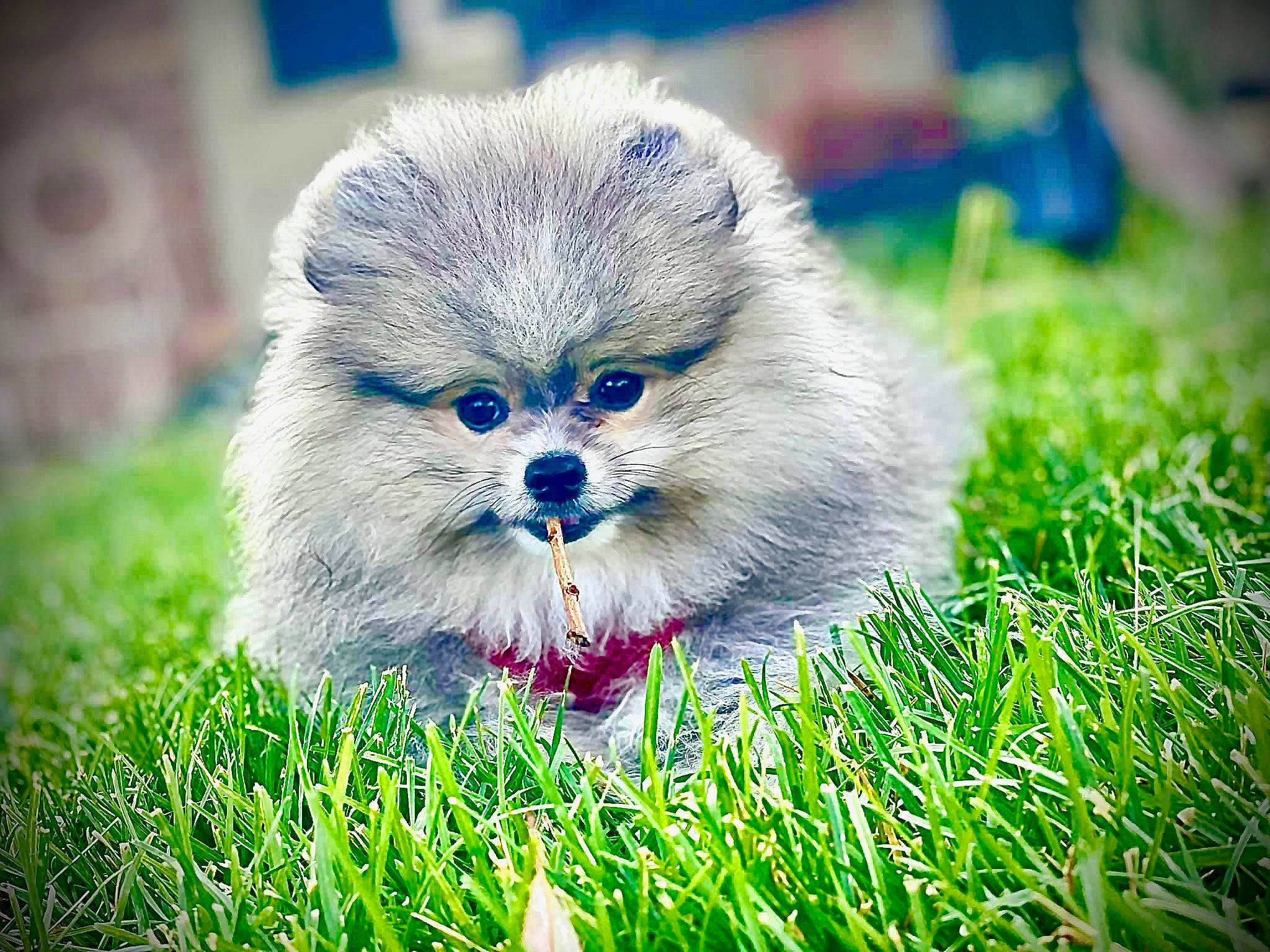 Gizmo is registered to the contest to win money with this photo: canidae, carnivore, companion_dog, dog_breed, eye, fawn, felidae, grass, grassland, happy, people_in_nature, plant, rabbits_and_hares, small_to_medium_sized_cats, smile, snout, terrestrial_animal, toy_dog, tree, whiskers