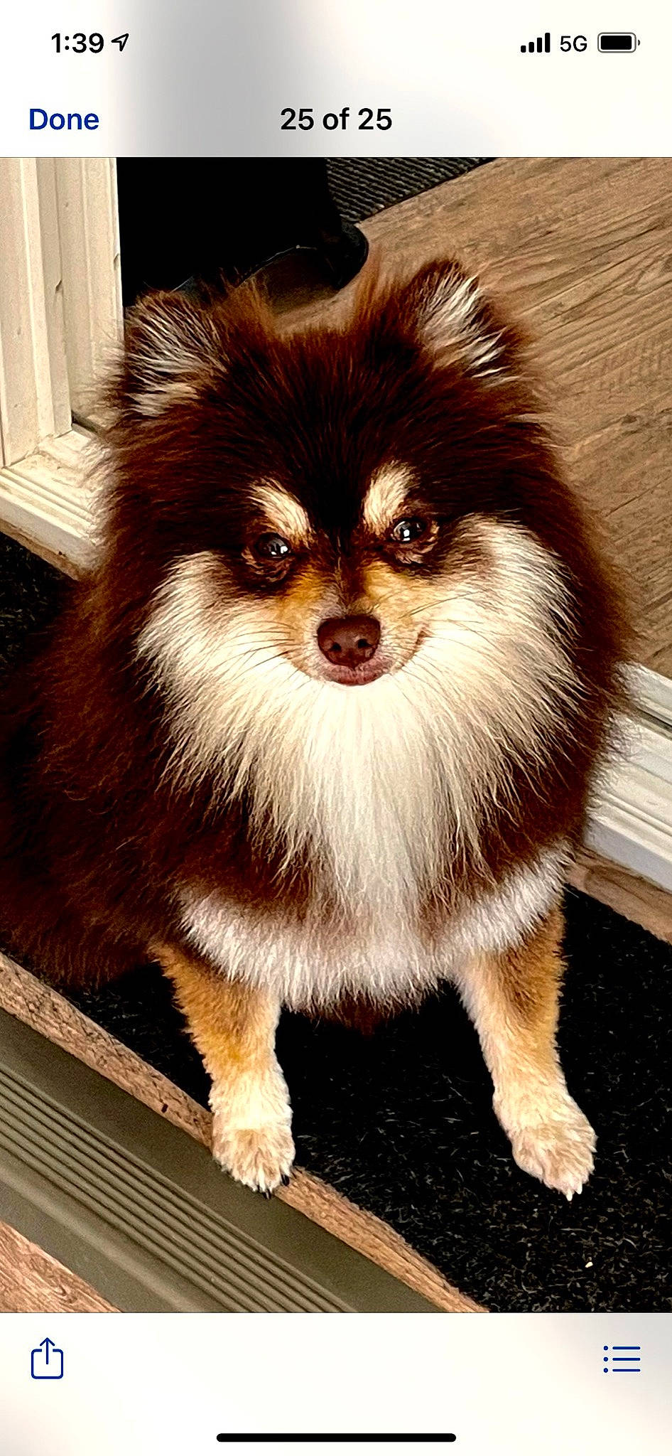 Rocco is registered to the contest to win money with this photo: ancient_dog_breeds, canidae, carnivore, companion_dog, dog, dog_breed, fawn, fur, german_spitz, german_spitz_klein, liver, non_sporting_group, snout, spitz, terrestrial_animal, toy_dog, whiskers, wood, working_animal