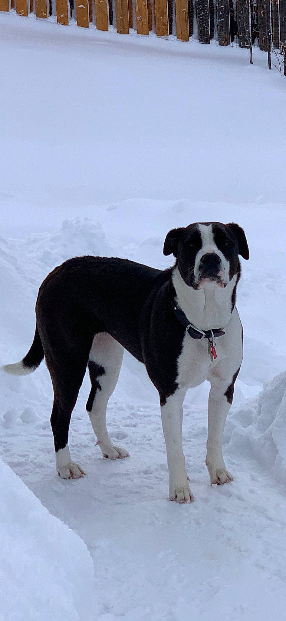 Nala is registered to the contest to win money with this photo: ancient_dog_breeds, canidae, carnivore, collar, companion_dog, dog, dog_breed, dog_collar, dog_supply, fawn, freezing, hunting_dog, non_sporting_group, paw, snow, sporting_group, tail, winter, working_animal, working_dog