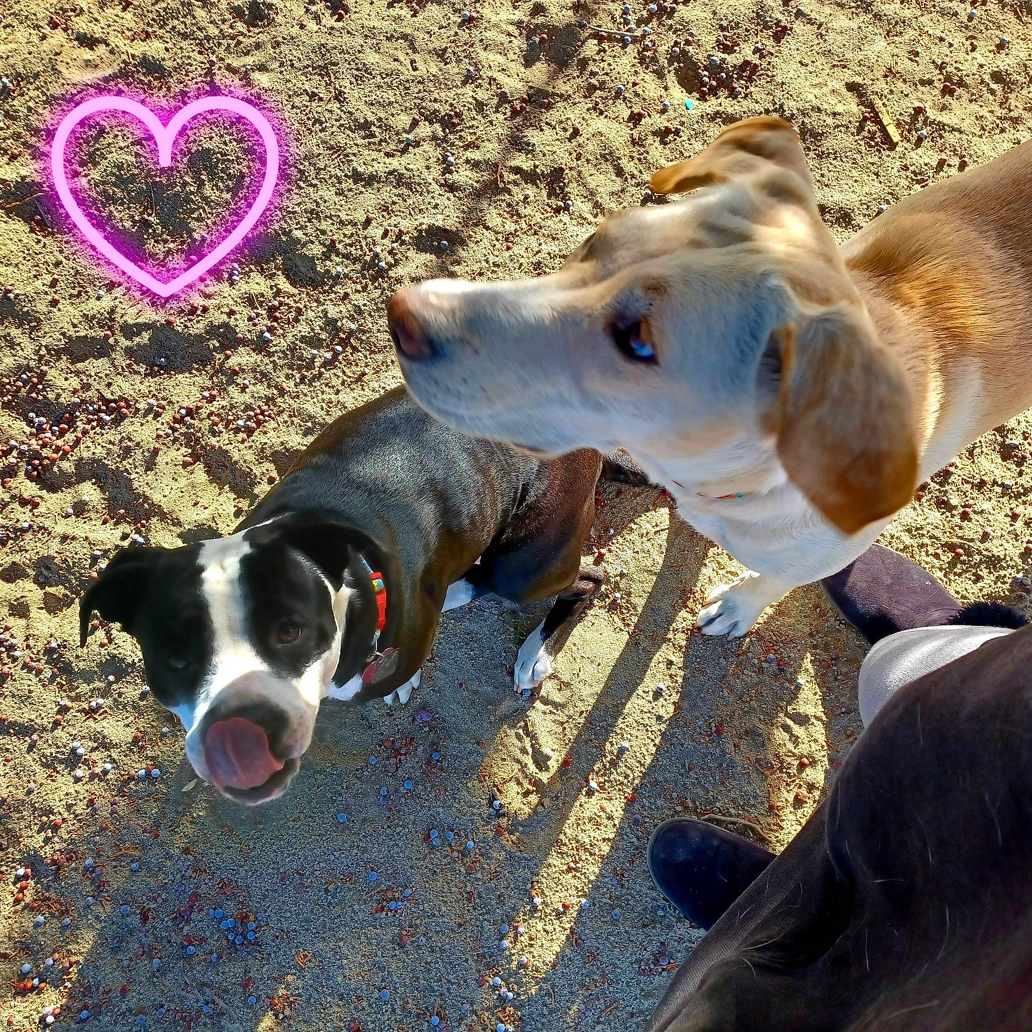 Mama joined the competition — help win amazing prizes! canidae, carnivore, collar, companion_dog, dog, dog_breed, dog_collar, dog_supply, fashion_accessory, grass, happy, pet_supply, rampur_greyhound, sand, shadow, sighthound, soil, sporting_group, vertebrate, working_animal