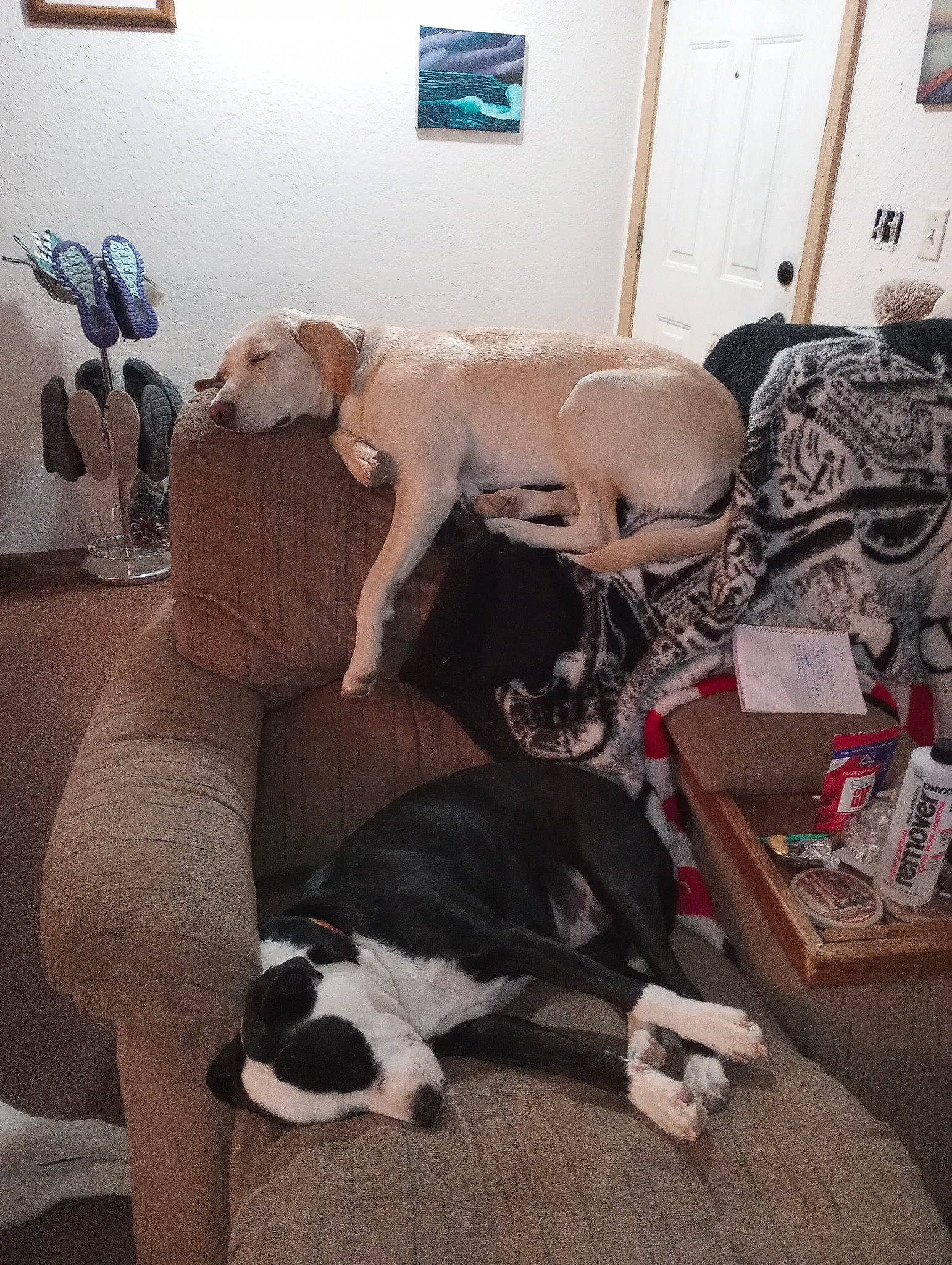 Mama is registered to the contest to win money with this photo: carnivore, chair, comfort, companion_dog, couch, dog, dog_breed, fawn, felidae, flooring, fur, grey, hardwood, living_room, room, small_to_medium_sized_cats, sporting_group, tail, wood, working_animal