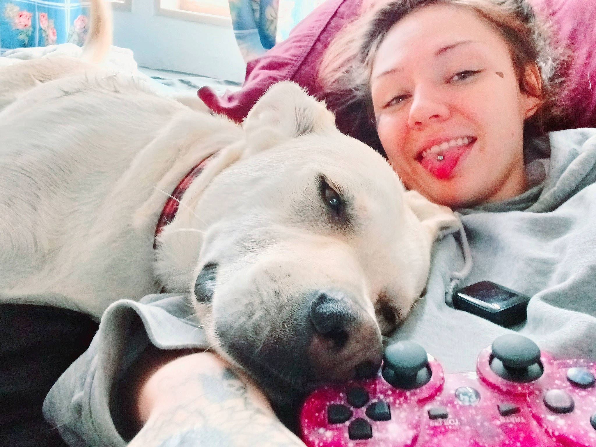 Dodge is registered to the contest to win money with this photo: canidae, carnivore, collar, comfort, companion_dog, dog, dog_breed, ear, fawn, fur, happy, nap, nose, selfie, smile, snout, sporting_group, vertebrate, whiskers, working_animal