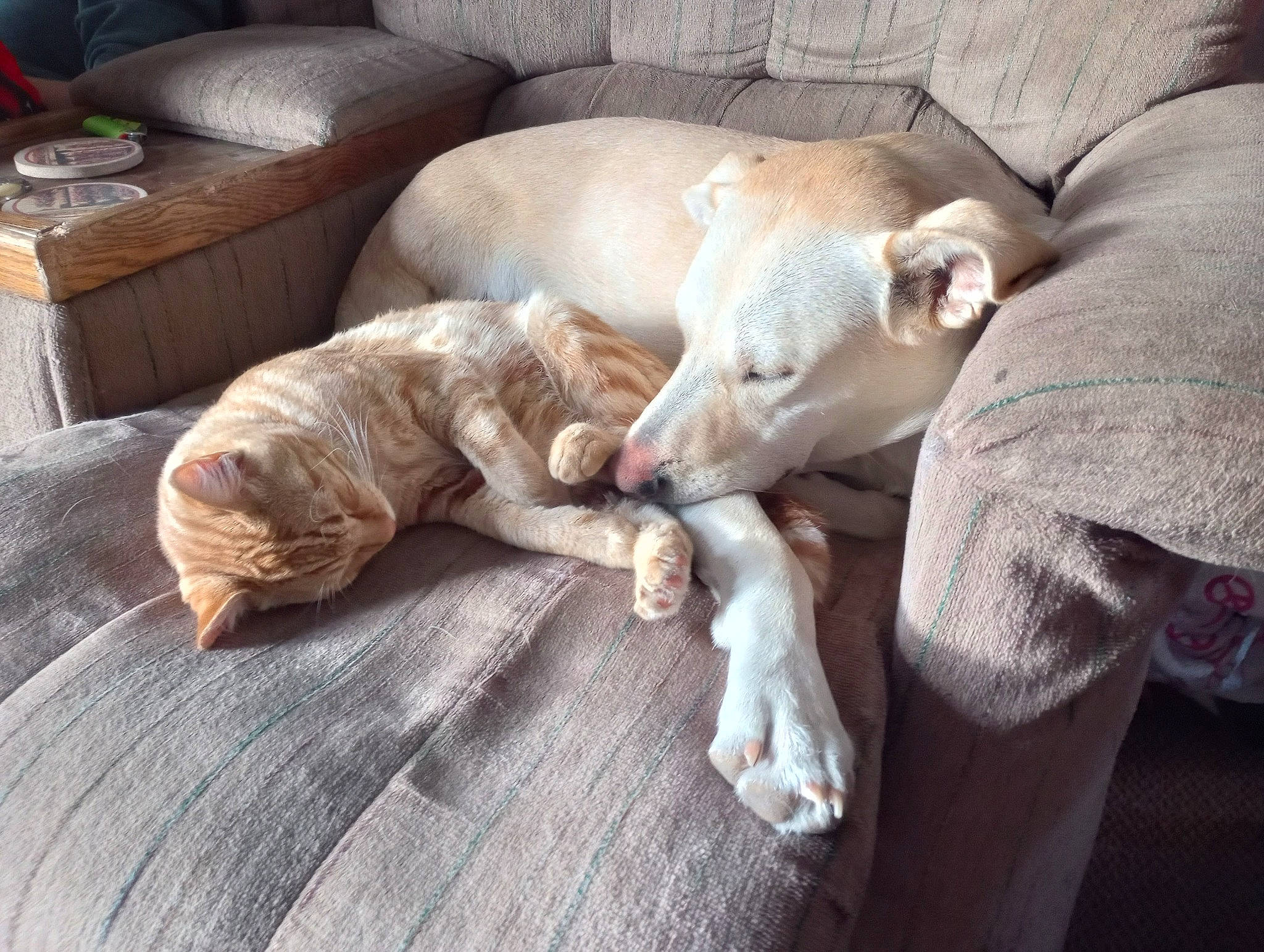 Dodge joined the competition — help win amazing prizes! canidae, carnivore, comfort, companion_dog, couch, dog, dog_breed, fawn, felidae, flooring, fur, hardwood, nap, small_to_medium_sized_cats, snout, sporting_group, tail, terrestrial_animal, wood, working_animal