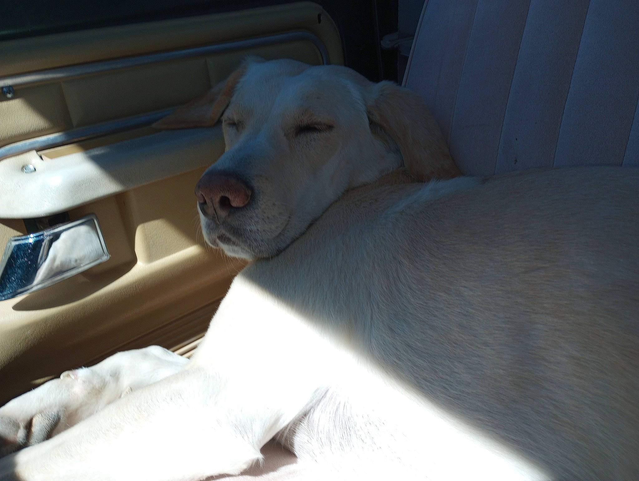 Baylee is registered to the contest to win money with this photo: automotive_exterior, automotive_mirror, canidae, car_seat, carnivore, comfort, companion_dog, dog, dog_breed, family_car, fawn, labrador_retriever, personal_luxury_car, snout, sporting_group, vehicle, vehicle_door, whiskers, windshield, working_animal