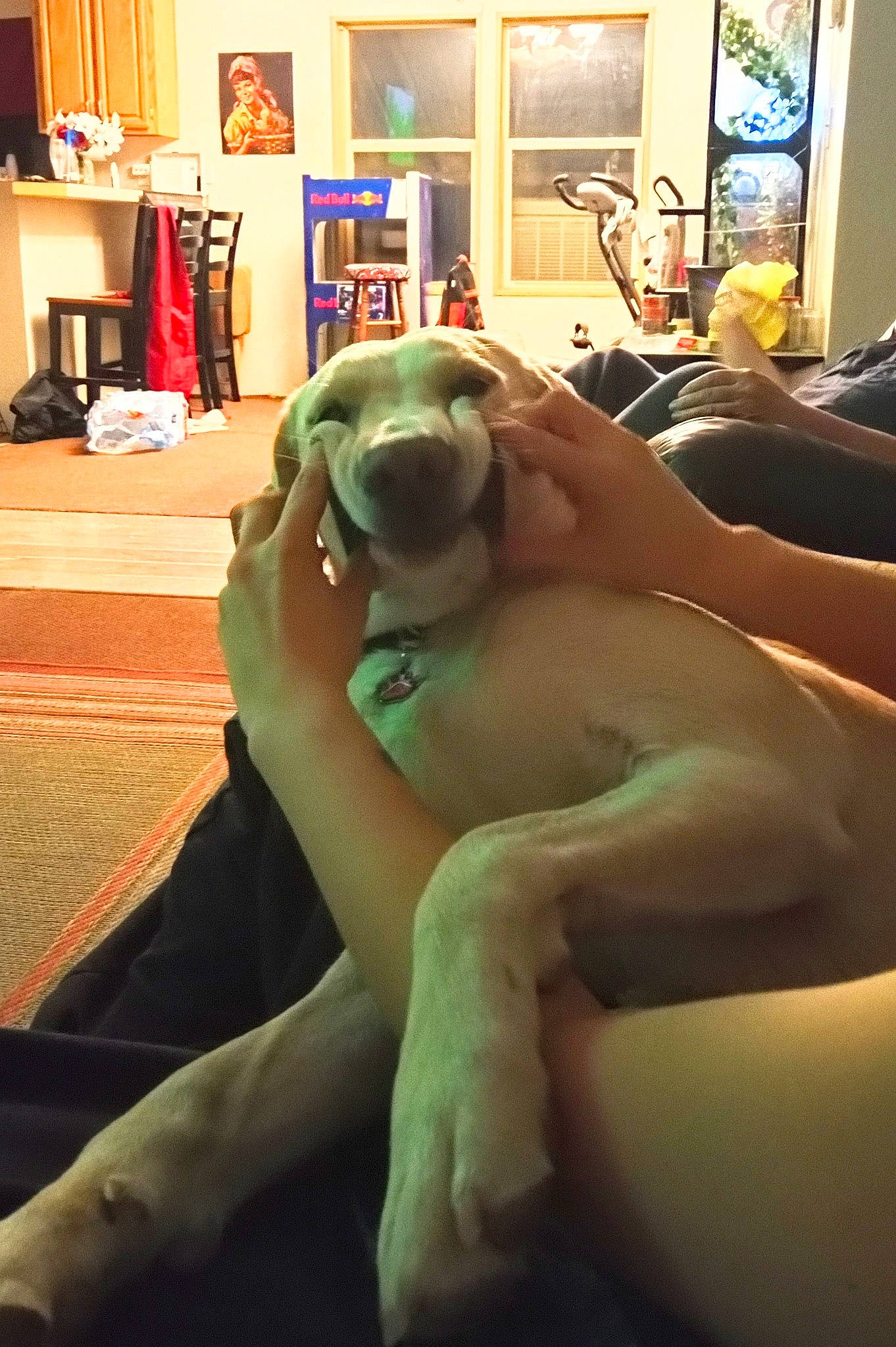 Baylee joined the competition — help win amazing prizes! abdomen, carnivore, comfort, companion_dog, dog, dog_breed, fawn, flooring, foot, fun, human_leg, picture_frame, room, sitting, snout, sporting_group, thigh, trunk, working_animal, wrist