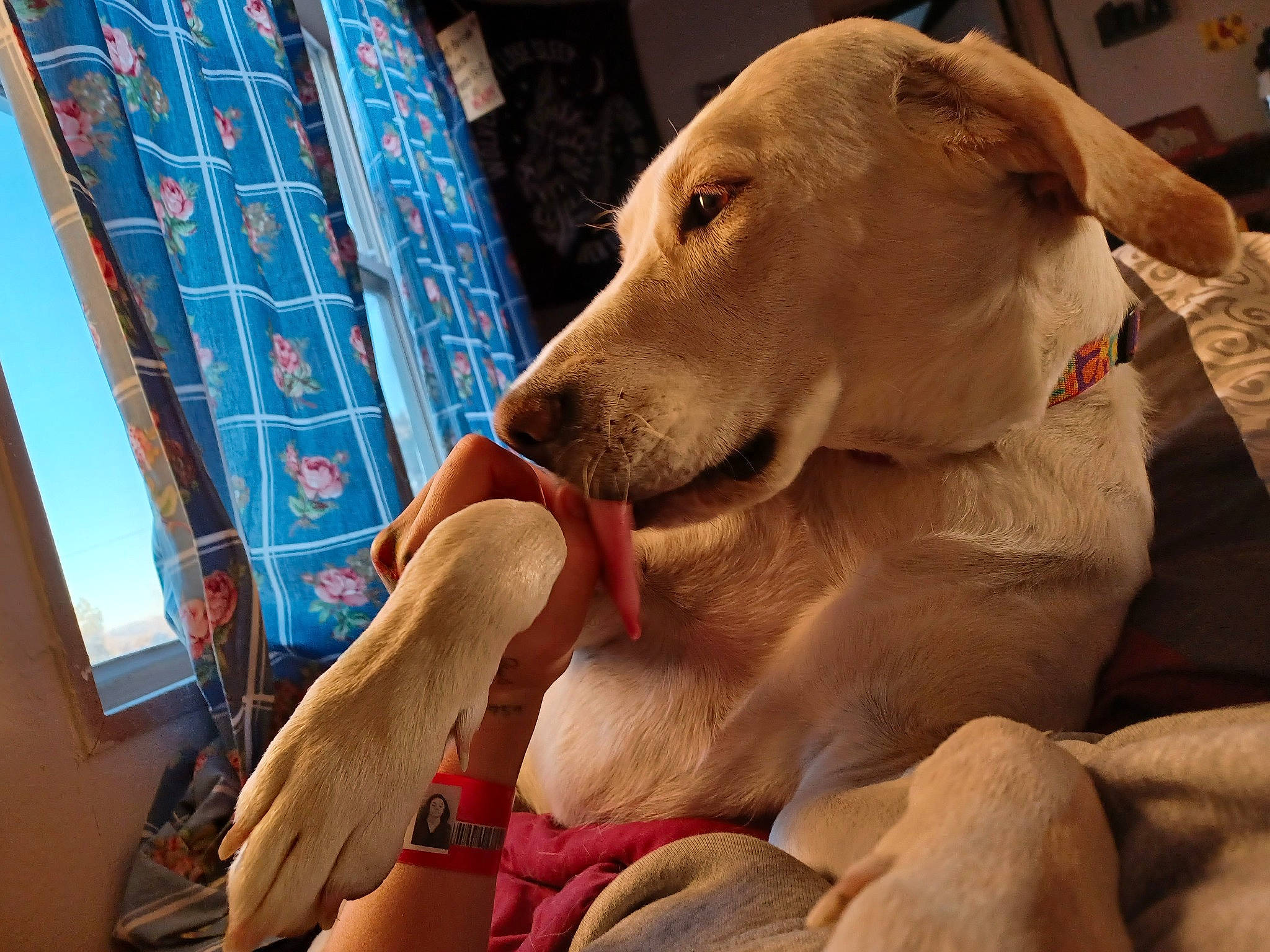 Baylee is registered to the contest to win money with this photo: canidae, carnivore, comfort, companion_dog, curtain, dog, dog_breed, dog_collar, fawn, foot, fur, guard_dog, human_leg, paw, retriever, selfie, snout, sporting_group, whiskers, working_animal