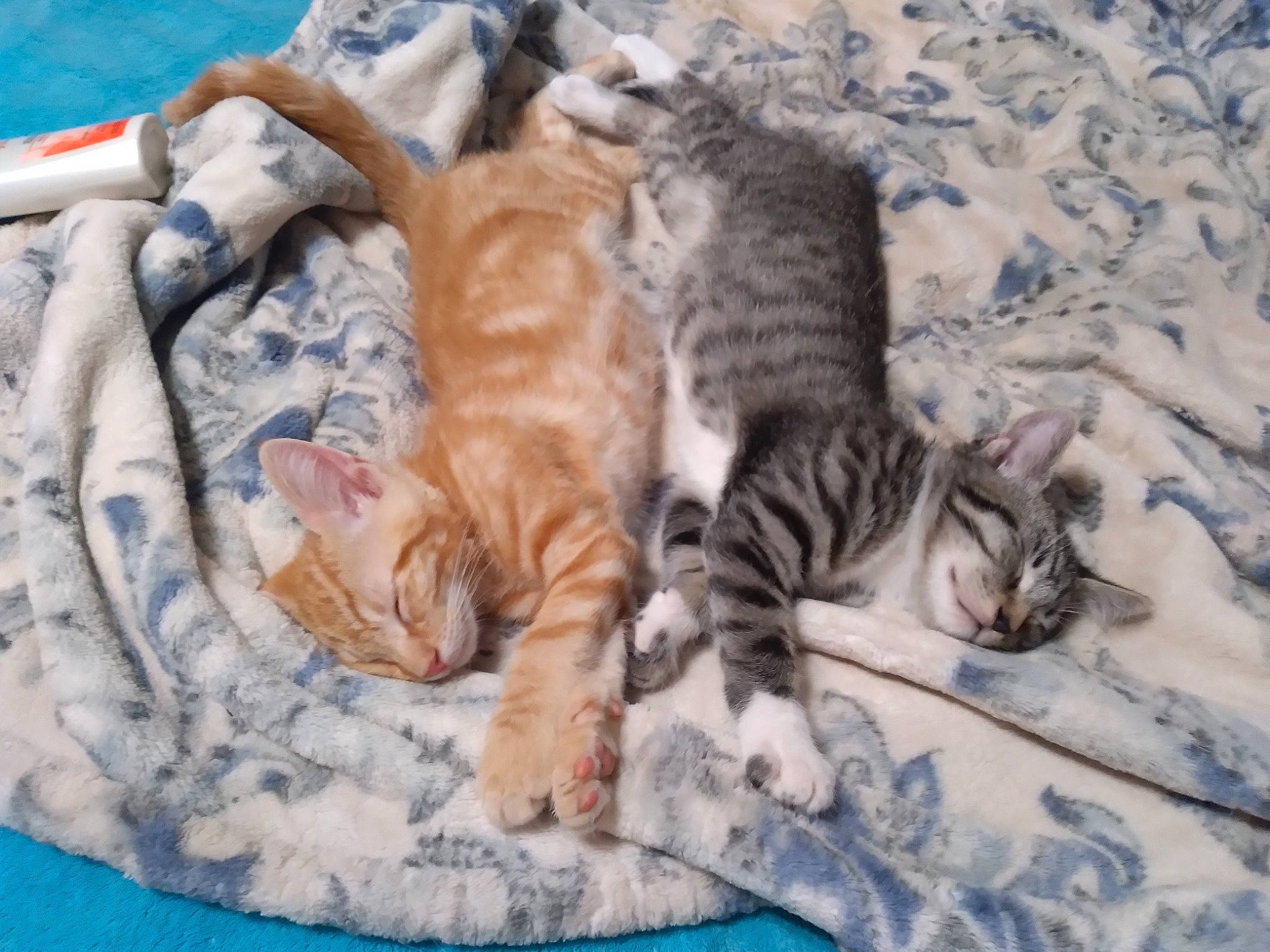 Ash And Lope joined the competition — help win amazing prizes! carnivore, cat, claw, comfort, domestic_short_haired_cat, fawn, felidae, fur, grass, linens, mammal, pattern, paw, small_to_medium_sized_cats, snout, tail, terrestrial_animal, textile, vertebrate, whiskers