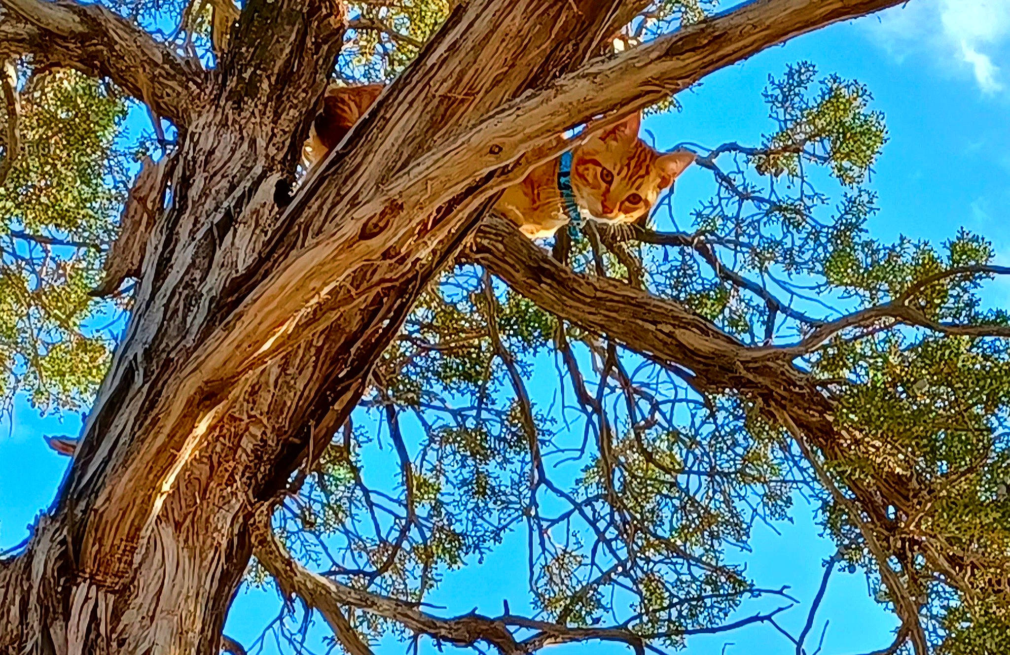 Ash And Lope is registered to the contest to win money with this photo: cloud, deciduous, electric_blue, forest, grass, northern_hardwood_forest, plant, plant_stem, sky, temperate_broadleaf_and_mixed_forest, terrestrial_plant, tints_and_shades, tree, trunk, twig, wood