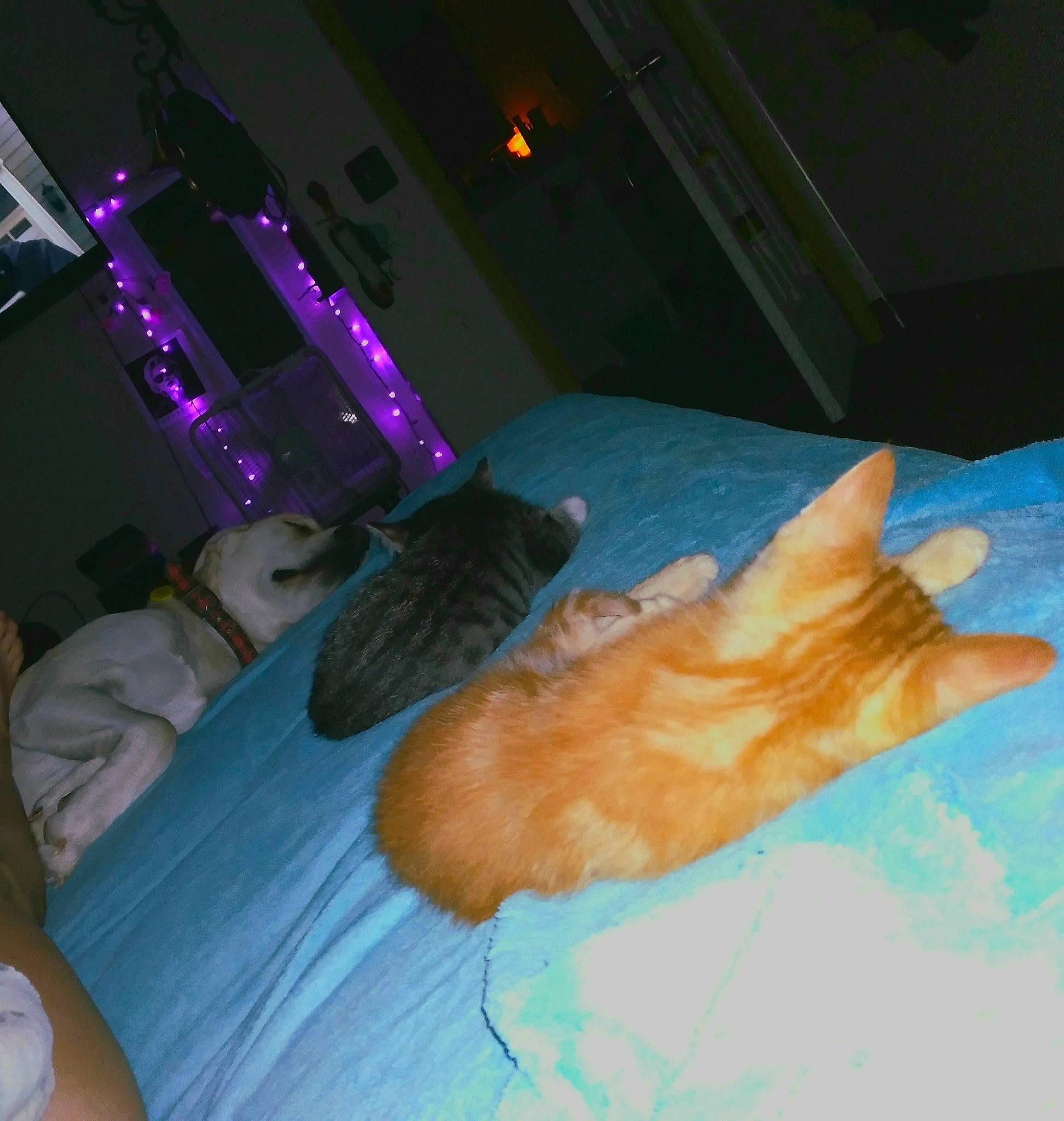 Ash And Lope is registered to the contest to win money with this photo: bed, bed_sheet, bedding, bedroom, carnivore, cat, comfort, couch, domestic_short_haired_cat, event, fawn, felidae, fun, fur, linens, organism, room, small_to_medium_sized_cats, tail, whiskers