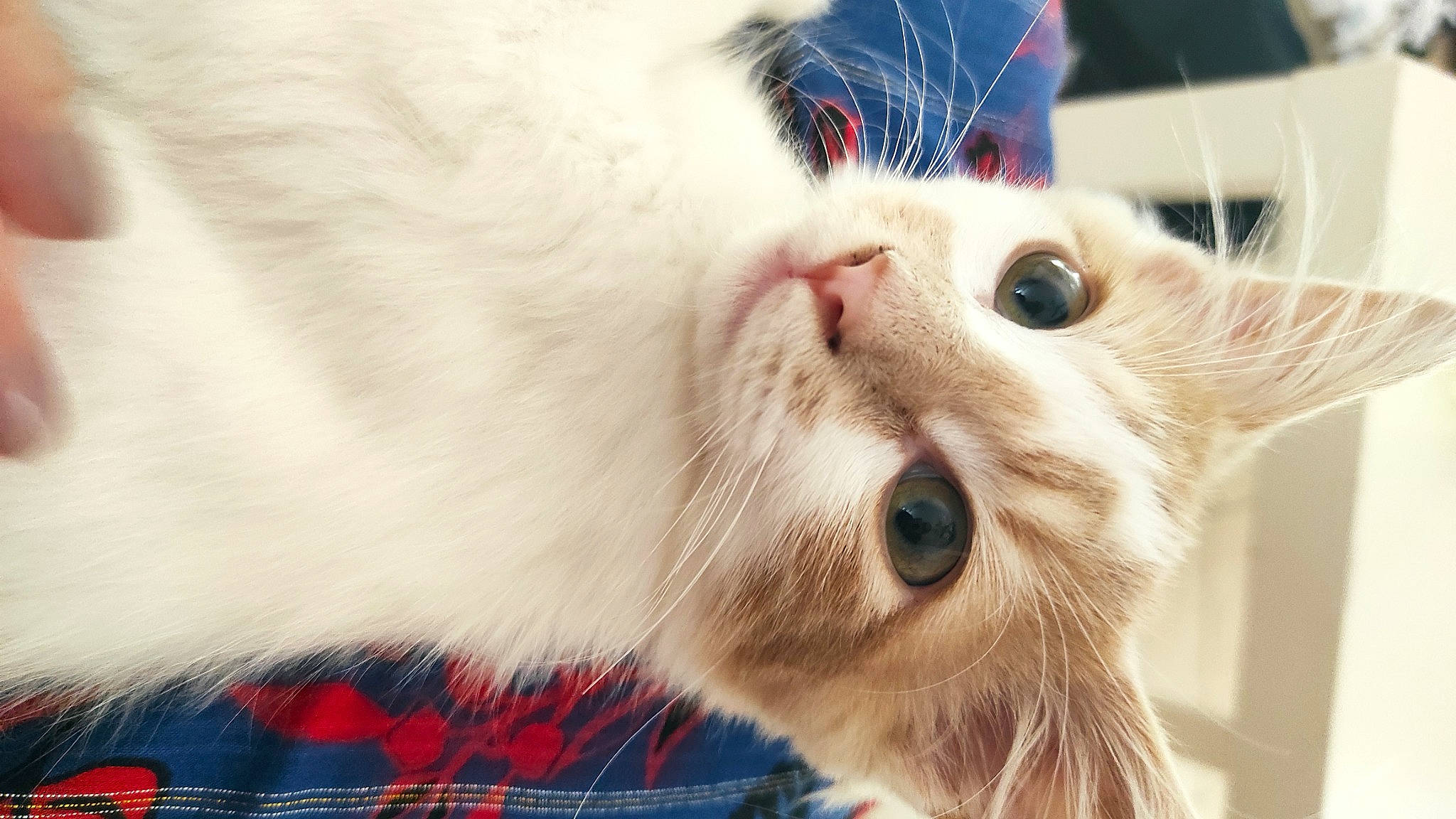 Rocky a rejoint le concours — aidez-le/la à gagner de superbes lots ! carnivore, cat, domestic_short_haired_cat, felidae, fur, pattern, paw, plaid, small_to_medium_sized_cats, snout, tartan, whiskers