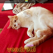 Ace a rejoint le concours — aidez-le/la à gagner de superbes lots ! cat, orange_cat, white_cat, fluffy, pet, animal, lying_down, belly_up, relaxed, cute, whiskers, paws, tail, red_sofa, blanket, smartphone, indoor, home, text_overlay, french_text