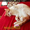 cat, orange_cat, white_cat, fluffy, pet, animal, lying_down, belly_up, relaxed, cute, whiskers, paws, tail, red_sofa, blanket, smartphone, indoor, home, text_overlay, french_text