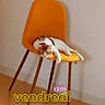 Ace participe au concours pour gagner de l'argent avec cette photo : cat, sleeping, orange_chair, indoor, furniture, resting, relaxed, white_fur, brown_fur, curled_up, paw, tail, wooden_legs, wall, floor, home, portrait, smartphone_photo, text_overlay, french_text