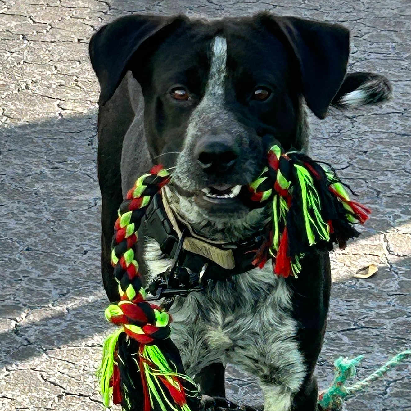 Kizer is registered to the contest to win money with this photo: accessories, animal, canine, clothing, dog, face, grass, head, hound, jewelry, leash, necklace, person, pet, photography, plant, pointer, portrait, puppy, scarf