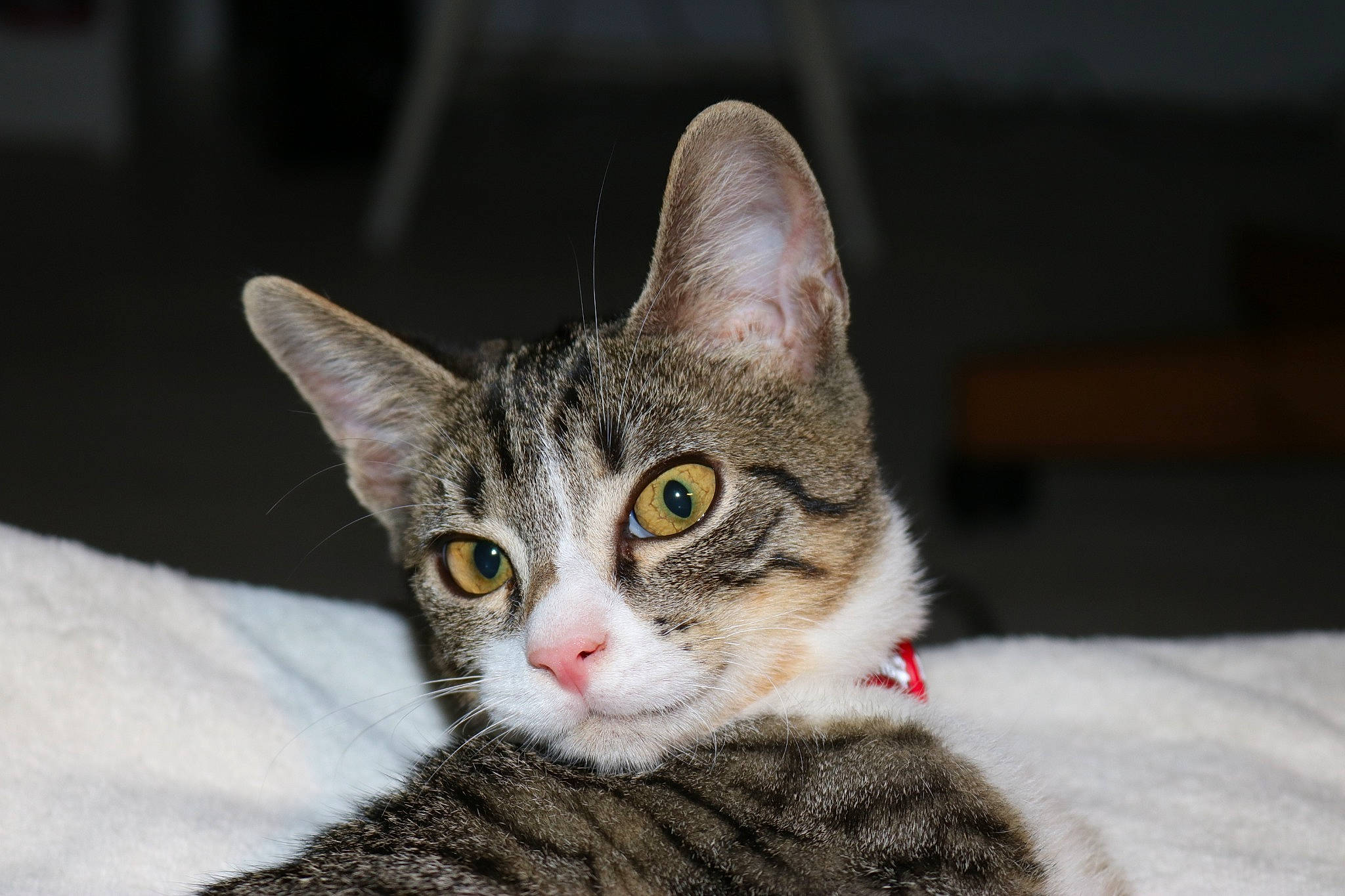 Mimie a rejoint le concours — aidez-le/la à gagner de superbes lots ! carnivore, cat, claw, domestic_short_haired_cat, felidae, fur, paw, small_to_medium_sized_cats, snout, tail, terrestrial_animal, tree, whiskers, wildlife