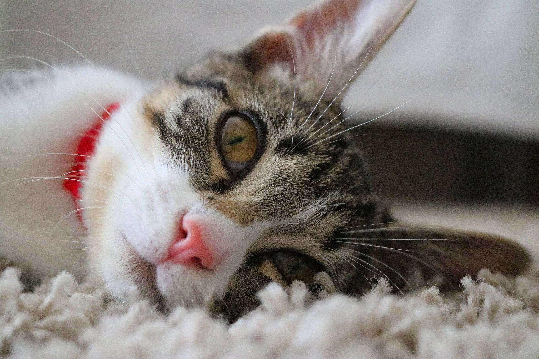 Mimie participe au concours pour gagner de l'argent avec cette photo : carnivore, cat, claw, close_up, domestic_short_haired_cat, felidae, fur, paw, photography, small_to_medium_sized_cats, whiskers, wildlife