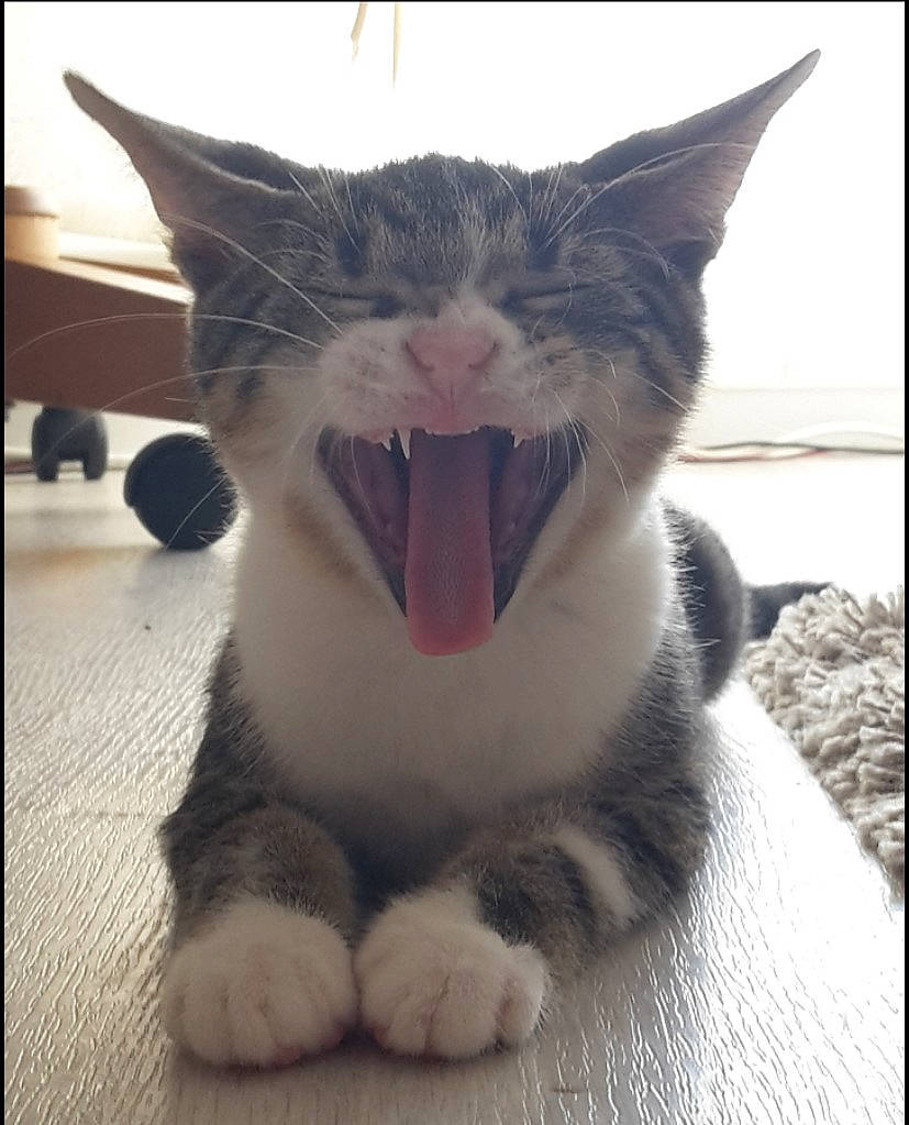 Mimie a rejoint le concours — aidez-le/la à gagner de superbes lots ! carnivore, cat, claw, domestic_short_haired_cat, fang, felidae, foot, fur, jaw, monochrome_photography, paw, photo_caption, roar, small_to_medium_sized_cats, snout, tail, terrestrial_animal, whiskers, yawn