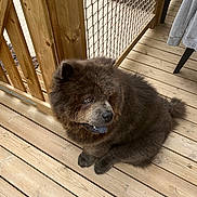 Themys participe au concours pour gagner de l'argent avec cette photo : animal, architecture, bear, building, canine, chow, deck, den, dog, doghouse, hardwood, house, housing, indoors, interiordesign, pet, plywood, porch, puppy, wood