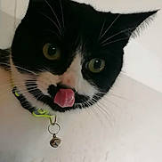 Cracotte participe au concours pour gagner de l'argent avec cette photo : cat, black_and_white, close_up, tongue_out, collar, bell, pet, whiskers, curious, playful, feline, animal, indoor, cute, paw, face, domestic_cat, fur, nose, ears