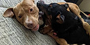 Tiko joined the competition — help win amazing prizes! animal, bed, bedroom, bulldog, cabinet, canine, couch, dog, drawer, furniture, homedecor, hound, indoors, labradorretriever, pet, pitbull, pointer, puppy, room, wood