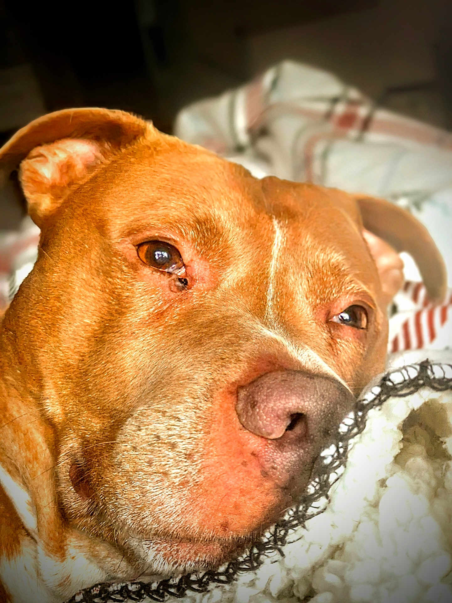 Tiko joined the competition — help win amazing prizes! animal, boxer, bulldog, canine, dog, face, frenchbulldog, furniture, head, hound, labradorretriever, person, pet, photography, pitbull, portrait, puppy, quilt, sleeping, snout
