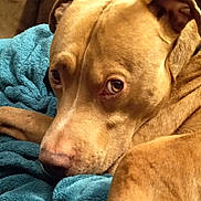 Tiko joined the competition — help win amazing prizes! animal, beagle, blanket, bulldog, canine, couch, cushion, dog, furniture, homedecor, hound, labradorretriever, linen, pet, pitbull, pointer, puppy, quilt, terrier, towel