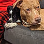 Tiko is registered to the contest to win money with this photo: animal, architecture, building, bulldog, canine, chair, couch, cushion, dog, furniture, homedecor, hound, indoors, labradorretriever, livingroom, person, pet, pitbull, pointer, puppy