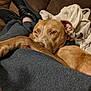 Tiko is registered to the contest to win money with this photo: animal, blanket, bulldog, canine, clothing, couch, cushion, dog, footwear, furniture, homedecor, hound, labradorretriever, pants, pet, pitbull, puppy, runningshoe, shoe, suede