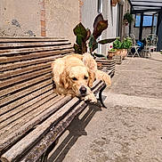 Aya a rejoint le concours — aidez-le/la à gagner de superbes lots ! dog, golden_retriever, pet, animal, lying_down, bench, outdoor, courtyard, patio, plants, potted_plants, sunlight, architecture, terrace, wood, rustic, relaxed, portrait, garden, shadow