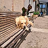 dog, golden_retriever, pet, animal, lying_down, bench, outdoor, courtyard, patio, plants, potted_plants, sunlight, architecture, terrace, wood, rustic, relaxed, portrait, garden, shadow