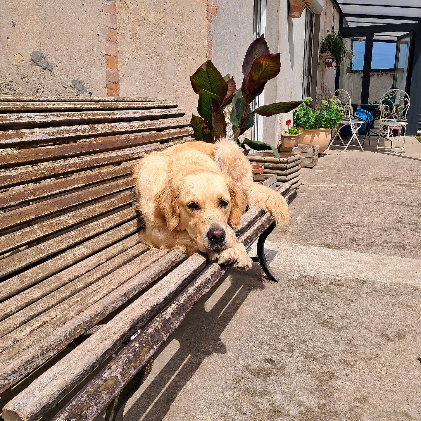 Aya a rejoint le concours — aidez-le/la à gagner de superbes lots ! dog, golden_retriever, pet, animal, lying_down, bench, outdoor, courtyard, patio, plants, potted_plants, sunlight, architecture, terrace, wood, rustic, relaxed, portrait, garden, shadow