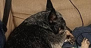 Midnight joined the competition — help win amazing prizes! dog, couch, blanket, computer, monitor, chair, christmas_tree, lights, indoor, resting, technology, cozy, home, living_room, electronics, sleeping, decorations, fur, pet, relaxation