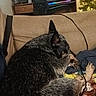 dog, couch, blanket, computer, monitor, chair, christmas_tree, lights, indoor, resting, technology, cozy, home, living_room, electronics, sleeping, decorations, fur, pet, relaxation