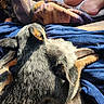Midnight is registered to the contest to win money with this photo: dog, dogs, blanket, blue_blanket, sunlight, cozy, snuggling, resting, fur, animal, pet, indoor, comfort, warmth, paw, ear, legs, human_feet, relaxation, companionship