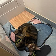 Mickey a rejoint le concours — aidez-le/la à gagner de superbes lots ! bathroom, casual, cat, cozy, curious, domestic_animal, floor, foot, human, indoor, mat, nike, pet, playful, relaxed, resting, slippers, striped, tabby_cat, tile_floor