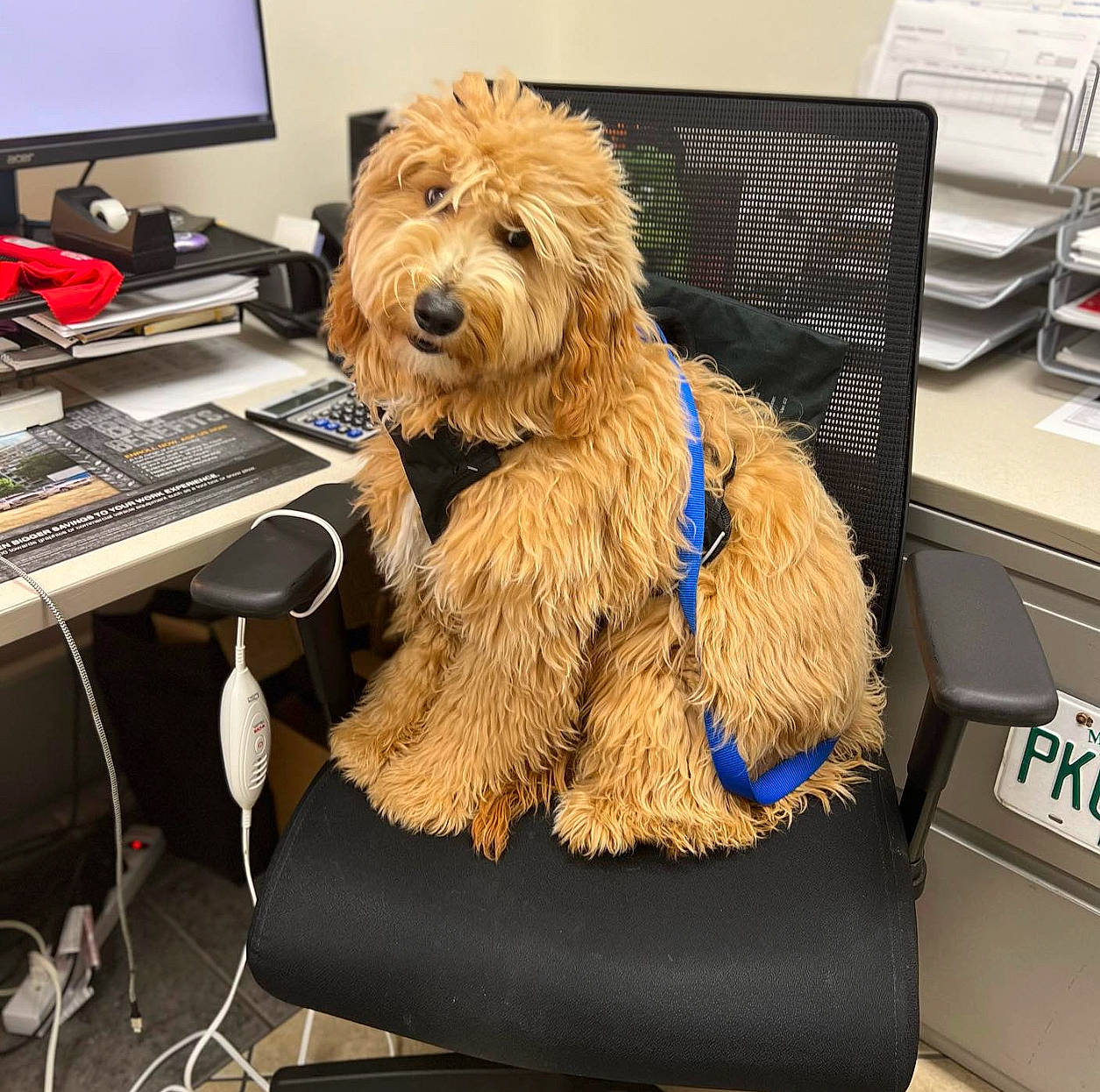 Wookiee is registered to the contest to win money with this photo: canidae, carnivore, chair, companion_dog, computer, computer_desk, computer_keyboard, computer_monitor, desk, dog, dog_breed, fur, input_device, office_supplies, output_device, peripheral, personal_computer, snout, sporting_group, table