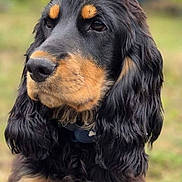 Angy participe au concours pour gagner de l'argent avec cette photo : dog, black_and_tan, long_hair, wavy_fur, outdoor, grass, portrait, pet, animal, collar, close_up, nature, canine, focused, fluffy, ears, snout, muzzle, side_view, adorable