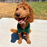 Duke joined the competition — help win amazing prizes! dog, puppy, curly_coat, brown_fur, green_outfit, dressed_dog, sitting, happy, smiling, open_mouth, pink_tongue, outdoor, patio, backyard, grass, fence, sunlight, shadow, portrait, pet