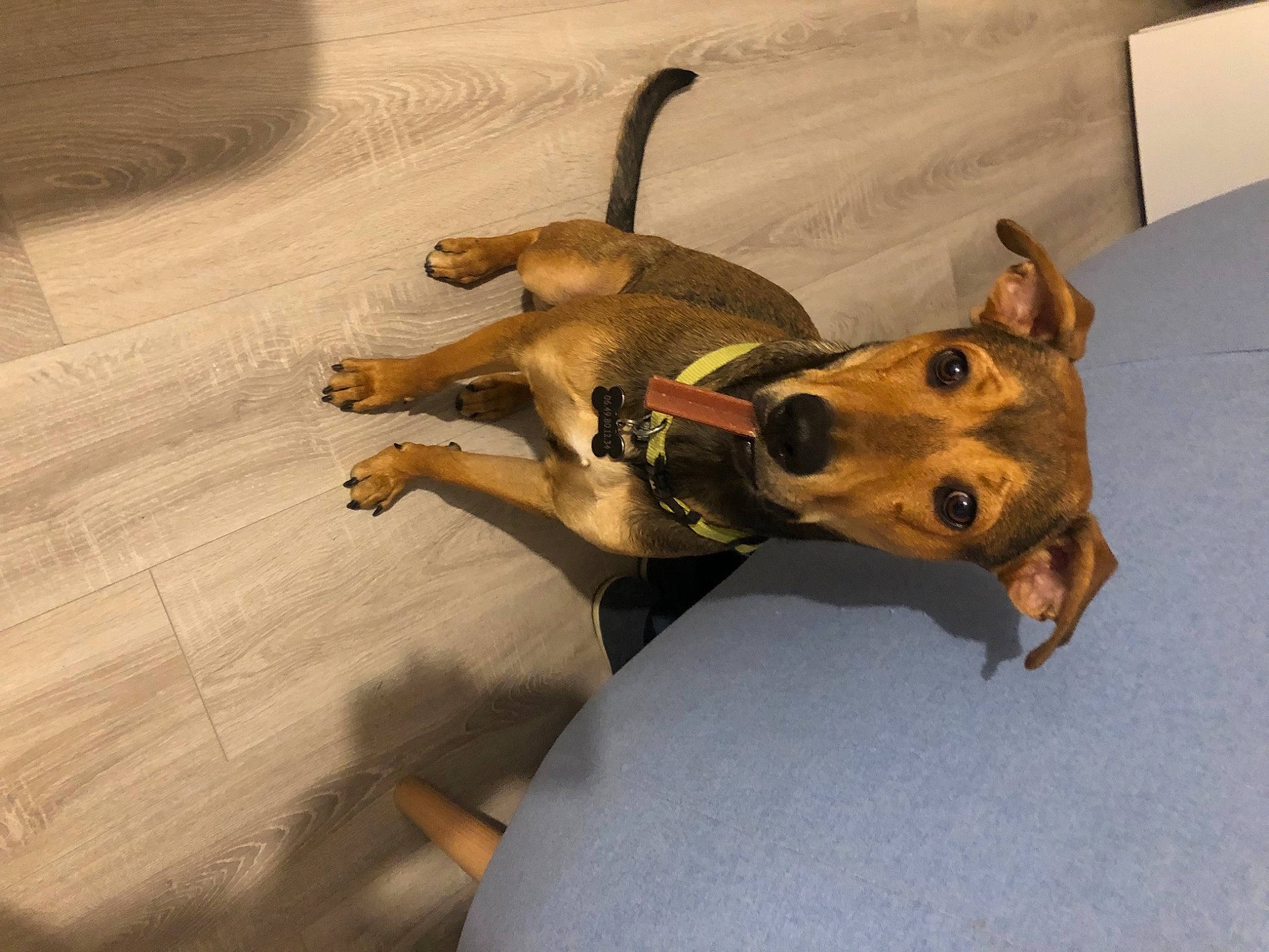 Paf a rejoint le concours — aidez-le/la à gagner de superbes lots ! canidae, carnivore, dog, dog_breed, fawn, floor, flooring, snout, street_dog, tail