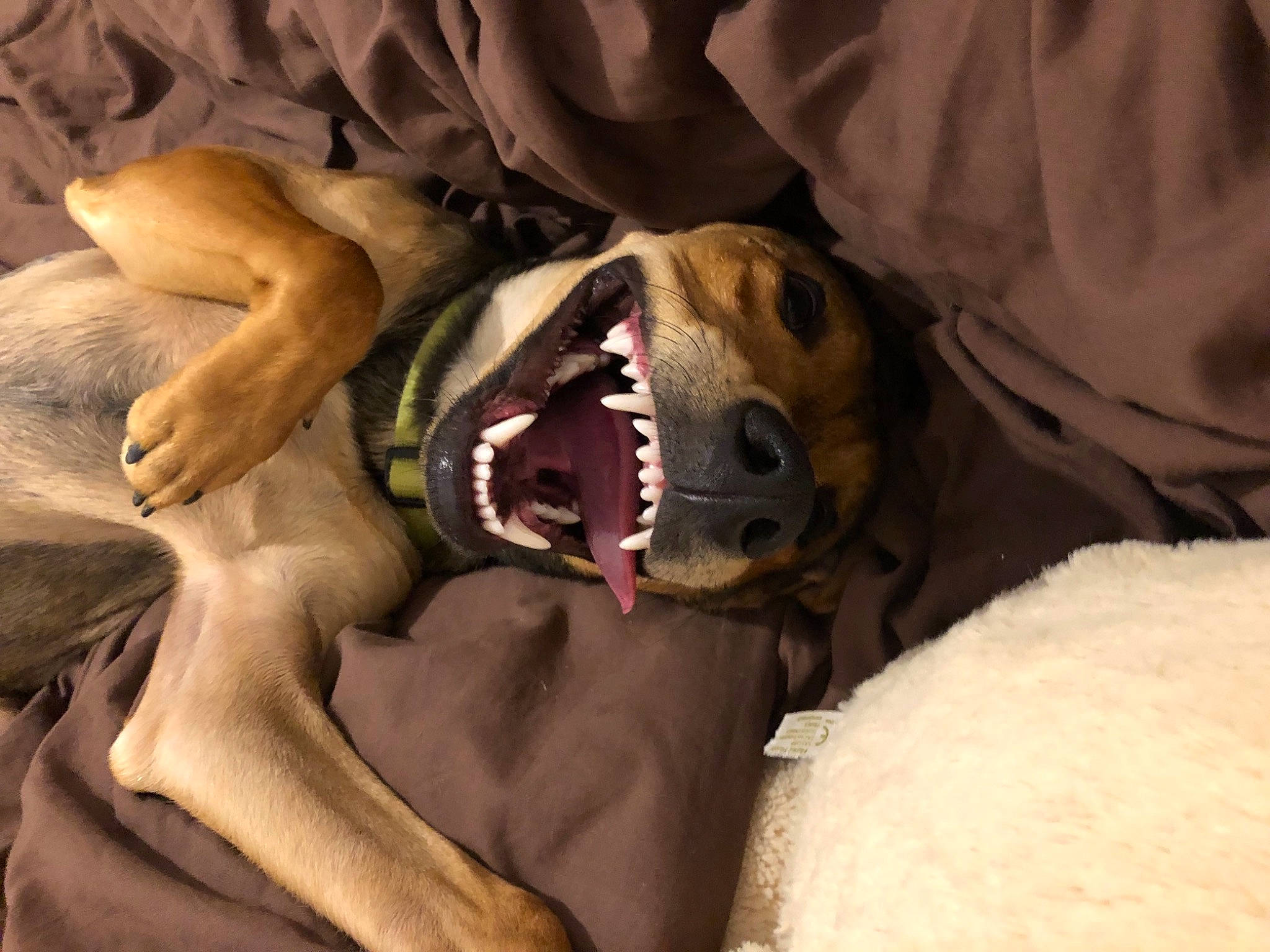 Paf a rejoint le concours — aidez-le/la à gagner de superbes lots ! canidae, carnivore, dog, dog_breed, fawn, jaw, sporting_group