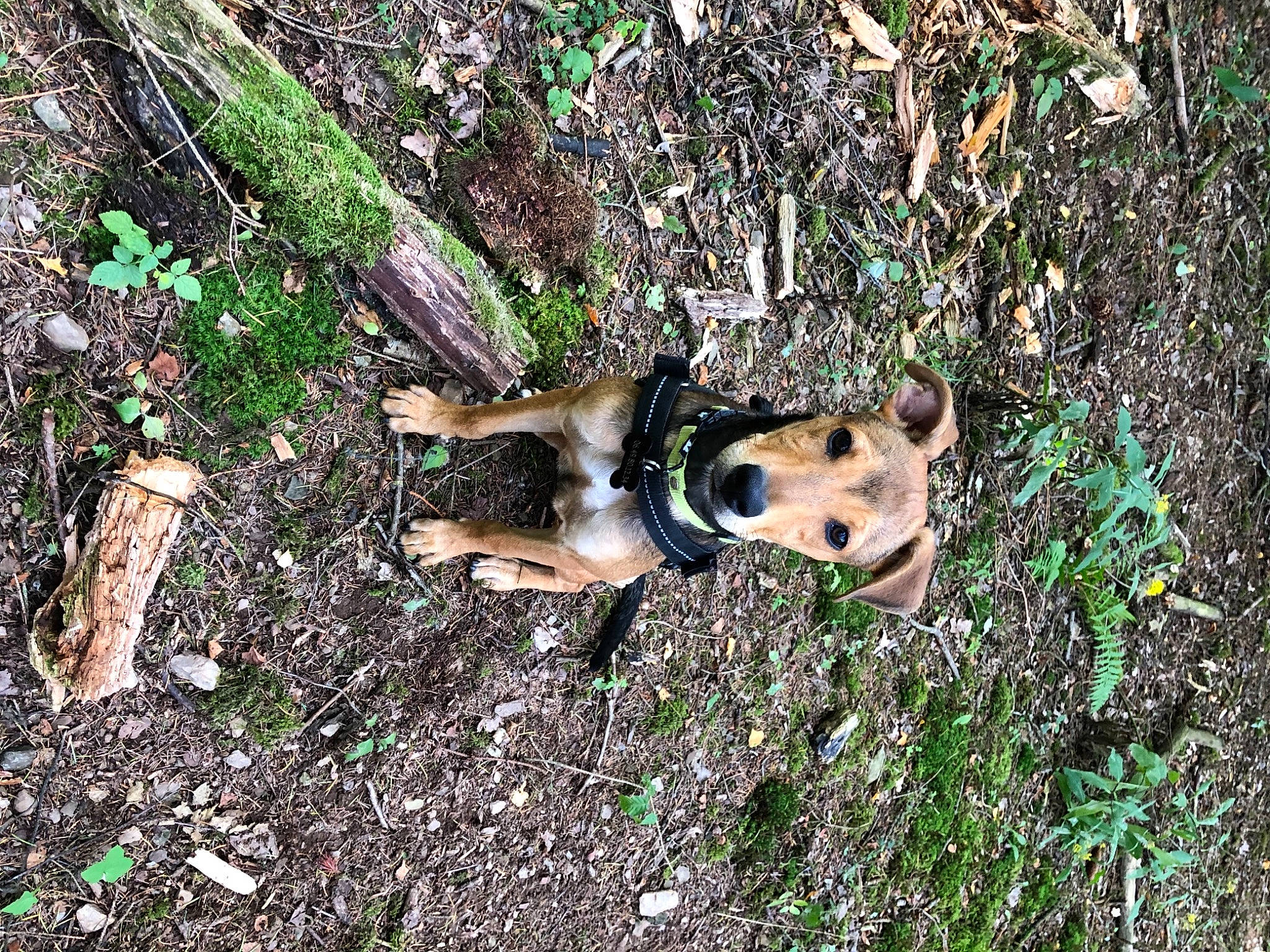 Paf a rejoint le concours — aidez-le/la à gagner de superbes lots ! canidae, carnivore, dog, dog_breed, fawn, forest, grass, plant, soil, wildlife