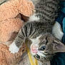 Vanilla Bean is registered to the contest to win money with this photo: kitten, cat, tabby, toy, teddy_bear, plush, bed, blanket, cute, pet, feline, small, fur, sleepy, domestic_animal, animal, indoor, cozy, paw, young