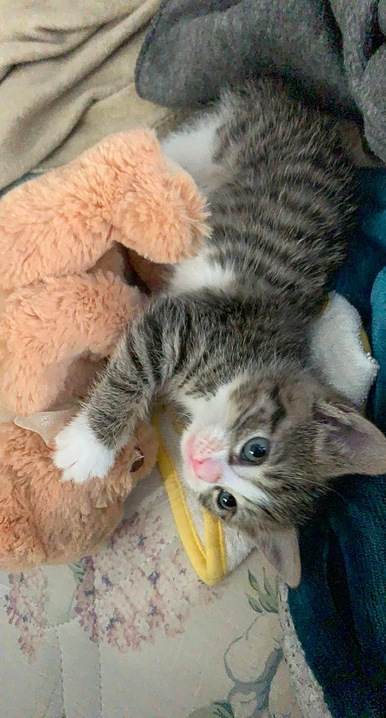 Vanilla Bean is registered to the contest to win money with this photo: kitten, cat, tabby, toy, teddy_bear, plush, bed, blanket, cute, pet, feline, small, fur, sleepy, domestic_animal, animal, indoor, cozy, paw, young