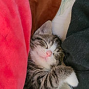 Vanilla Bean is registered to the contest to win money with this photo: kitten, sleeping, tabby, fur, cute, pet, animal, cozy, blanket, soft, nap, resting, whiskers, indoor, comfort, closeup, peaceful, pink_nose, paw, young