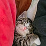 kitten, sleeping, tabby, fur, cute, pet, animal, cozy, blanket, soft, nap, resting, whiskers, indoor, comfort, closeup, peaceful, pink_nose, paw, young
