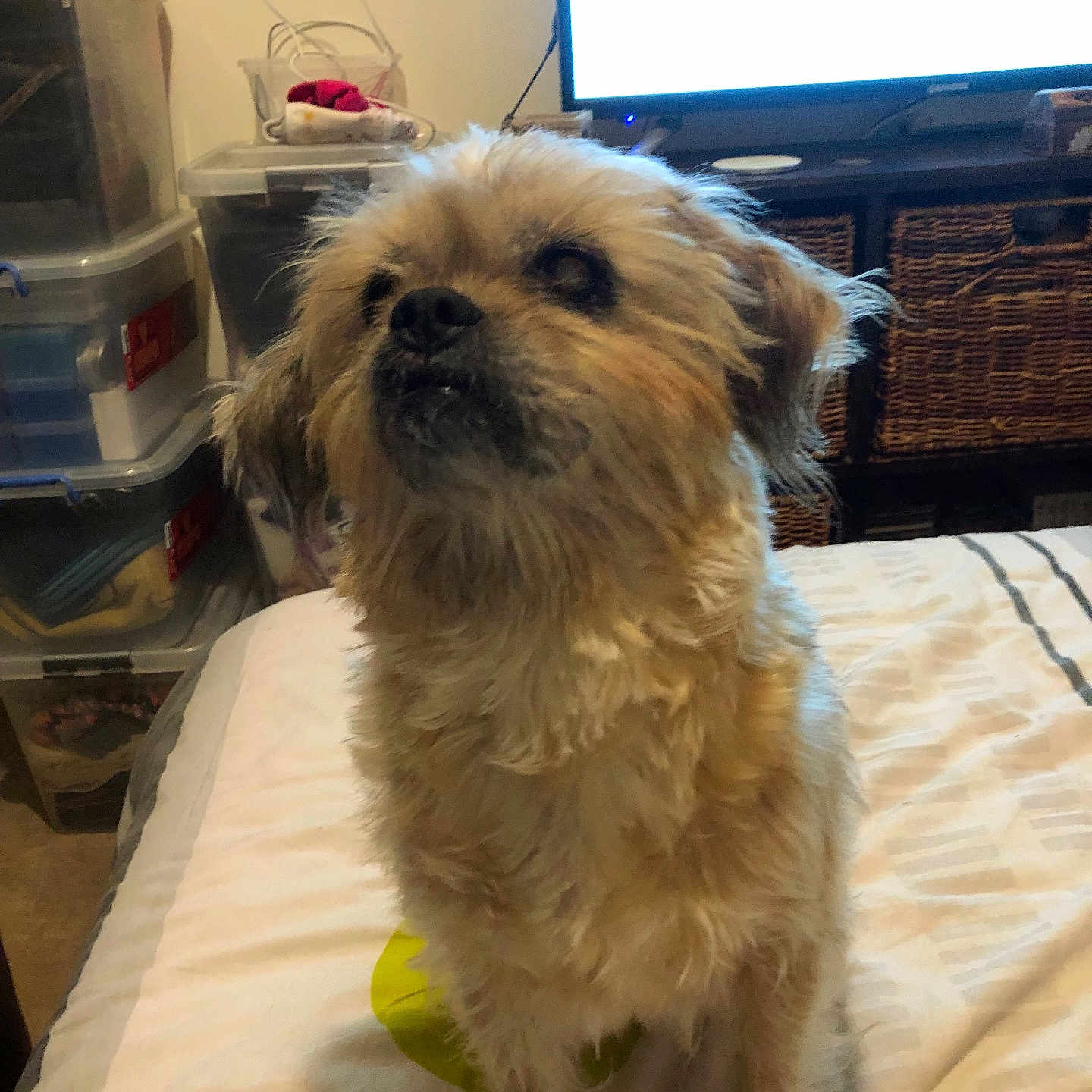 Chipie a rejoint le concours — aidez-le/la à gagner de superbes lots ! accessories, animal, ball, box, canine, computerhardware, couch, dog, electronics, furniture, hardware, indoors, monitor, pet, puppy, screen, sport, tennis, tennisball, tv