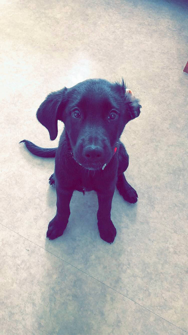 Pitt a rejoint le concours — aidez-le/la à gagner de superbes lots ! beagador, borador, canidae, carnivore, companion_dog, dog, dog_breed, guard_dog, labrador_retriever, mammal, nose, patterdale_terrier, puppy, rare_breed_dog, retriever, snout, sporting_group, tail