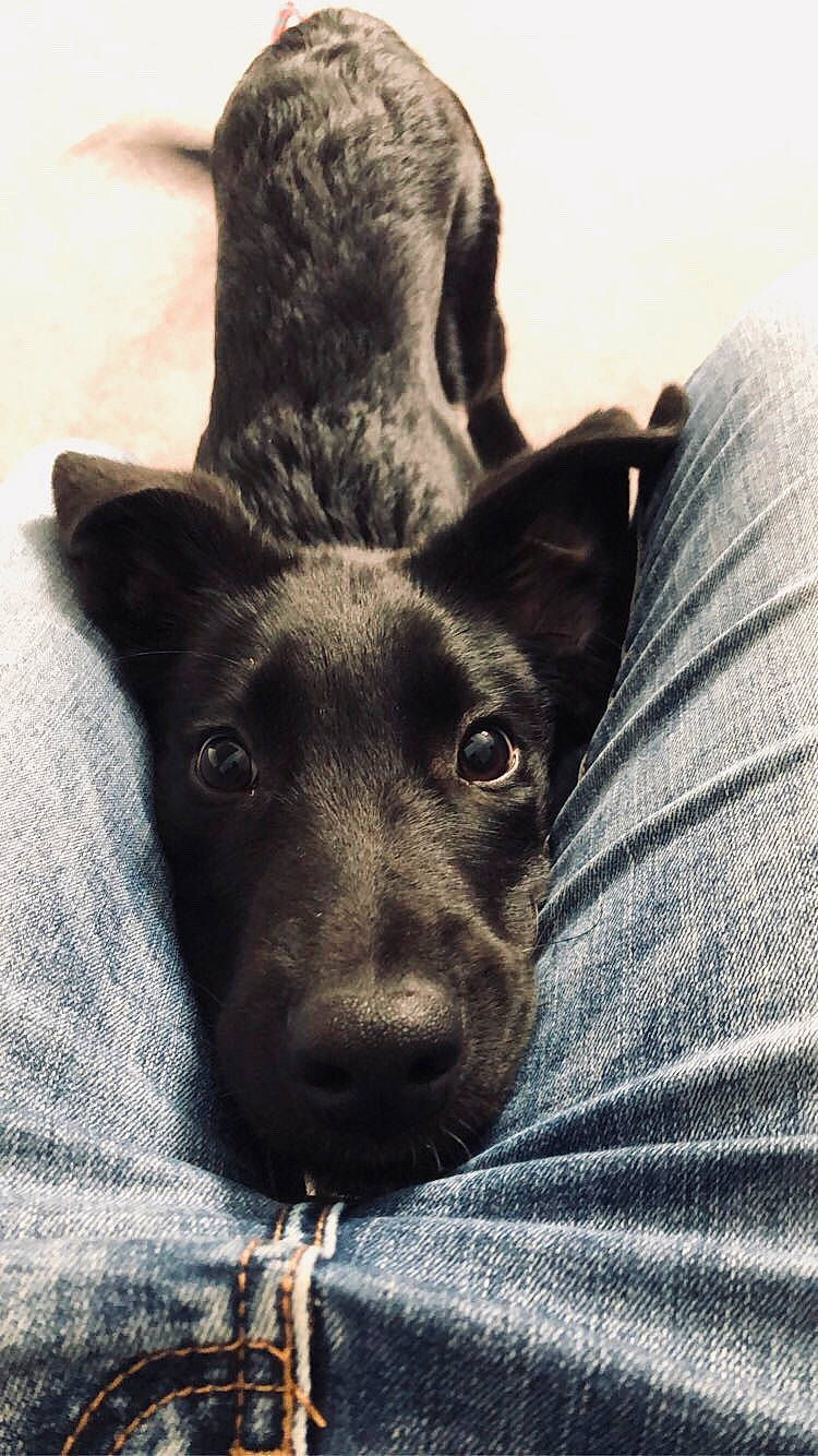 Pitt participe au concours pour gagner de l'argent avec cette photo : canidae, carnivore, dog, dog_breed, ear, feist, formosan_mountain_dog, mammal, puppy, snout, sporting_group, vertebrate, whiskers