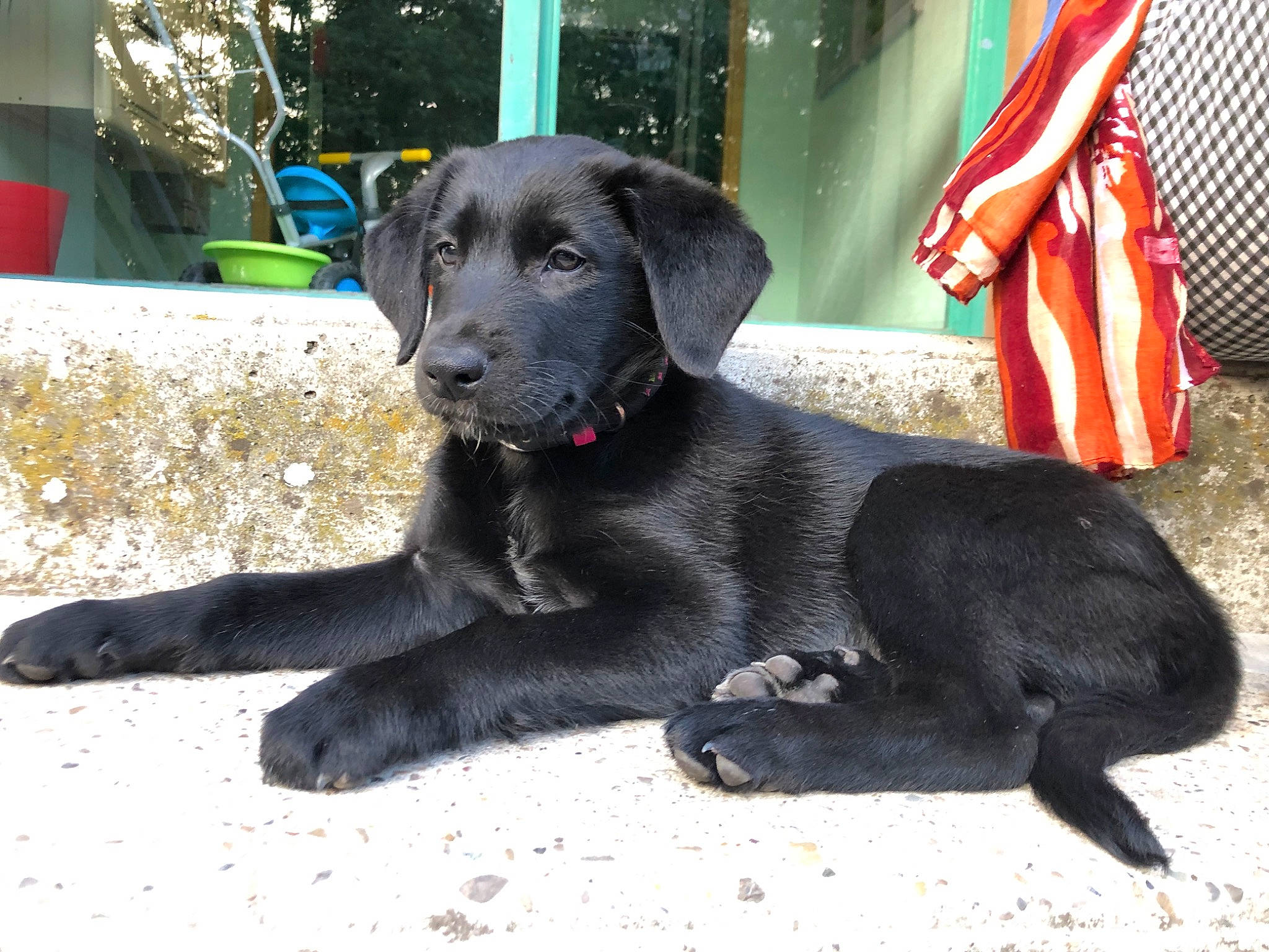 Pitt participe au concours pour gagner de l'argent avec cette photo : beagador, borador, canidae, carnivore, companion_dog, dog, dog_breed, flat_coated_retriever, hunting_dog, labrador_retriever, mammal, pointing_breed, retriever, snout, sporting_group, vertebrate